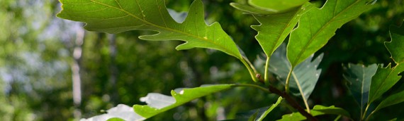 New Years Resolutions