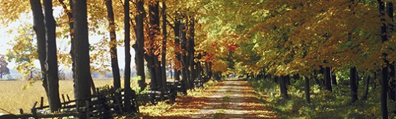 Are timber sales good for turkey hunting?